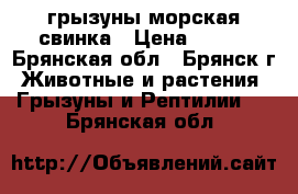 грызуны морская свинка › Цена ­ 700 - Брянская обл., Брянск г. Животные и растения » Грызуны и Рептилии   . Брянская обл.